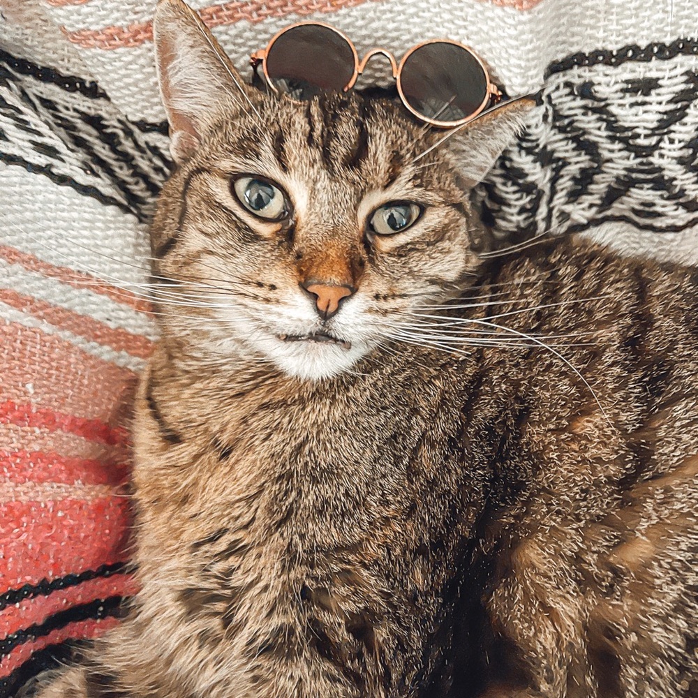 Cat Dog sunglasses round metal gold frame sunnies - Picture 10 of 10